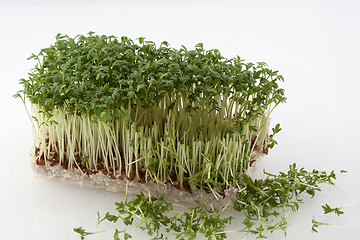 Image showing Partly cut cress