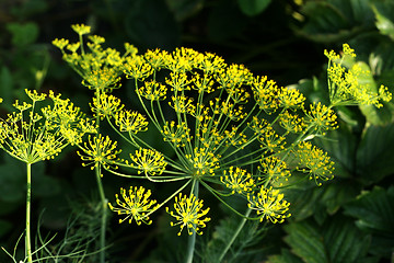 Image showing Dill flower