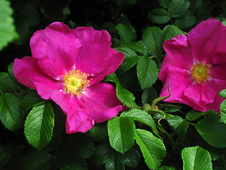 Image showing Dog roses