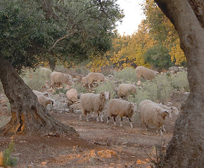 Image showing Flock of milking ewes at dawn