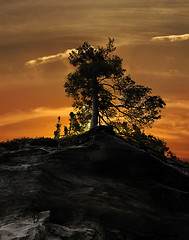 Image showing Tree On A Rocky Cliff