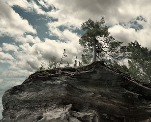 Image showing  Trees On A Rocky Cliff