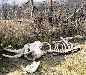 Image showing Elephant Skeleton 