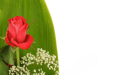 Image showing Bouquet of fresh red roses on white