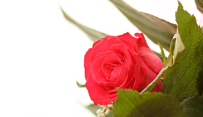 Image showing Bouquet of fresh red roses on white