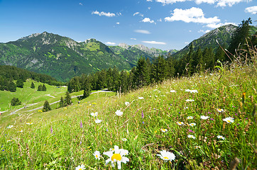 Image showing alpine meadow in germany