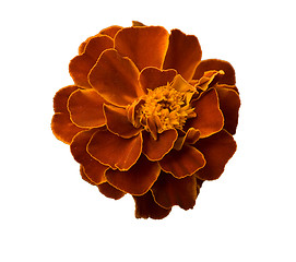 Image showing Head of marigold