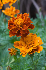 Image showing Heads of marigoldes