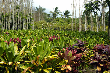 Image showing Tropical Plantation