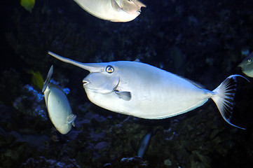 Image showing Human Fish
