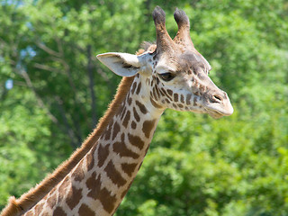 Image showing Closeup of giraffe head and neck