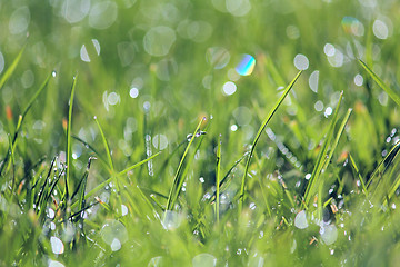 Image showing Green vibrant grass