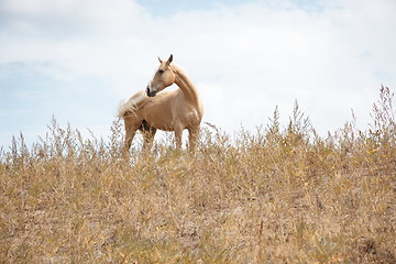 Image showing Horse