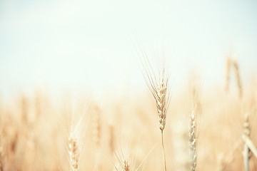 Image showing Wheat field