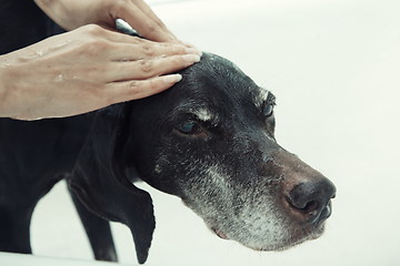 Image showing Washing dog