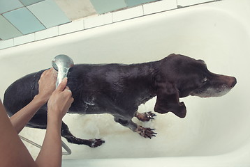 Image showing Washing dog