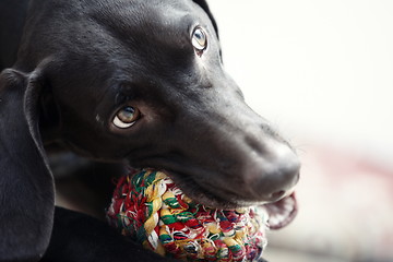 Image showing Dog and ball