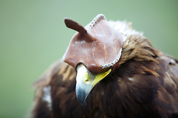 Image showing Falcon in hood