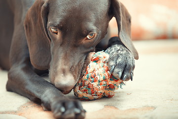 Image showing Dog and ball