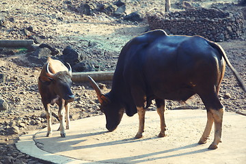 Image showing Two buffalo cows