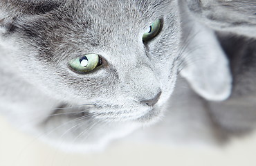 Image showing Gray pussy cat