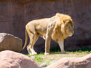 Image showing Lion in the sun