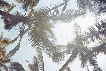Image showing Tropical palms