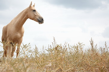 Image showing Horse