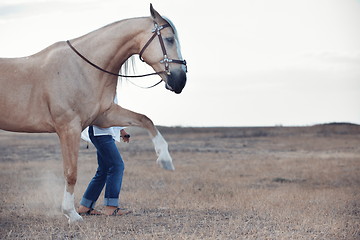 Image showing Horse training