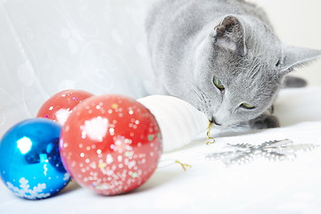 Image showing Cat with Christmas baubles