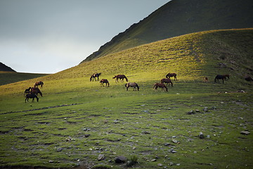 Image showing Herd of horses