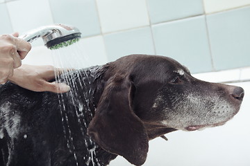 Image showing Dog washing