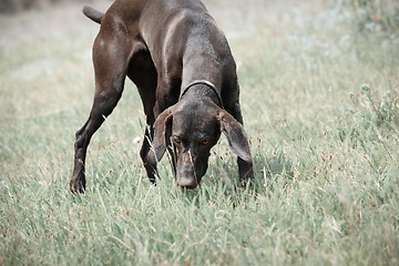 Image showing German short haired pointer