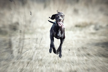 Image showing Happy running dog