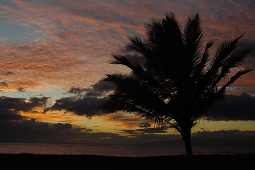 Image showing Palm Tree and Tropical sunset