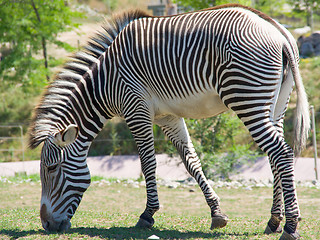 Image showing Zebra grazing for grass