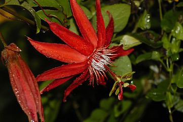 Image showing Another Tropical Flower