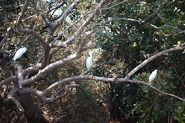 Image showing Three white herons