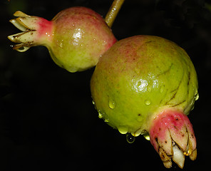 Image showing Guavas on the Tree