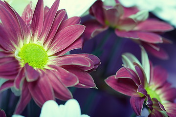 Image showing Chrysanthemum