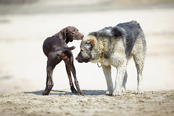 Image showing Two dogs