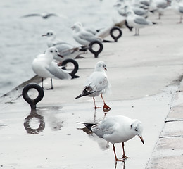 Image showing Seagulls at pier