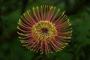 Image showing Protea Flower