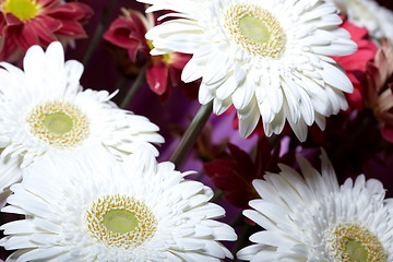 Image showing chrysanthemum