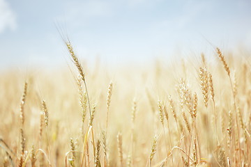 Image showing Wheat field