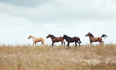 Image showing Four horses