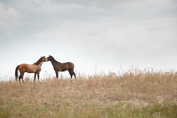 Image showing Two horses