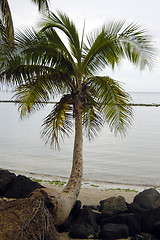 Image showing Cocunut tree on a  beach