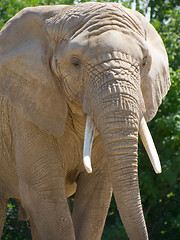 Image showing Closeup of African elephant