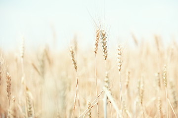 Image showing Wheat field